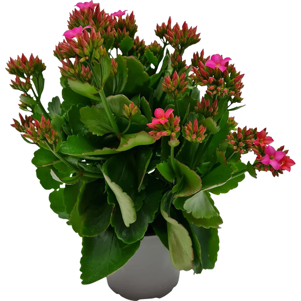 Kalanchoe - 17CM