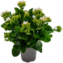 Kalanchoe - 17CM