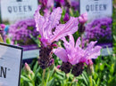Lavender The Queen 1.9L