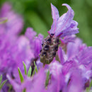 Lavender "The Queen" - 1.5L