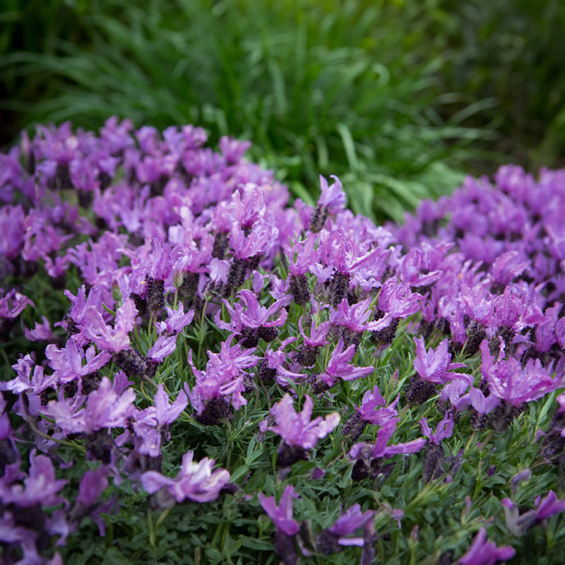 lavender queen plant Lavender "The Queen"