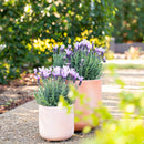 Lavender "The Queen" - 1.5L