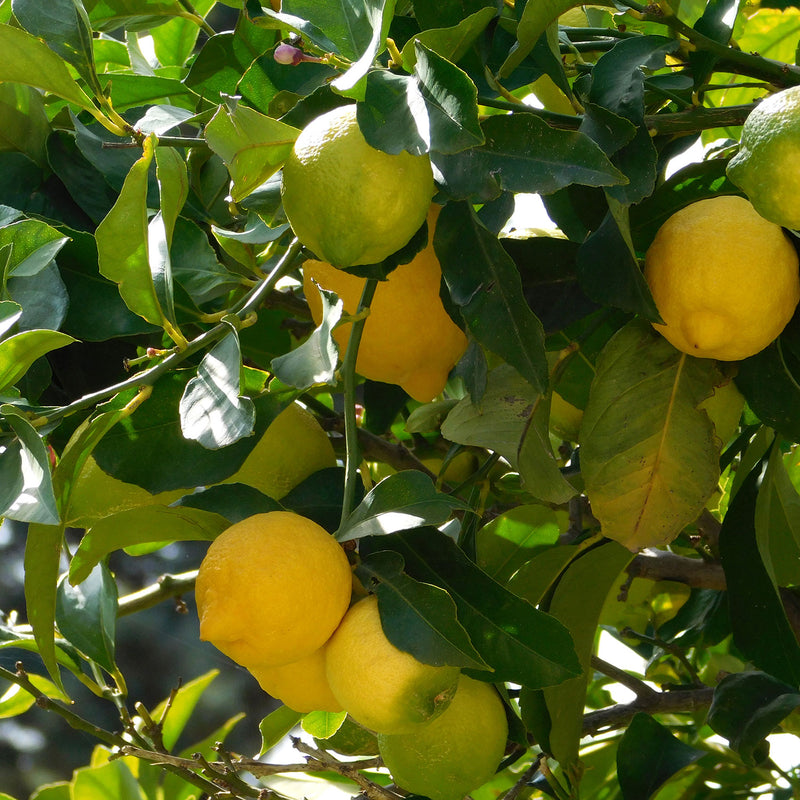 Lemon Eureka - 8.5L
