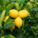 Lemon Yen Ben - 8.5L