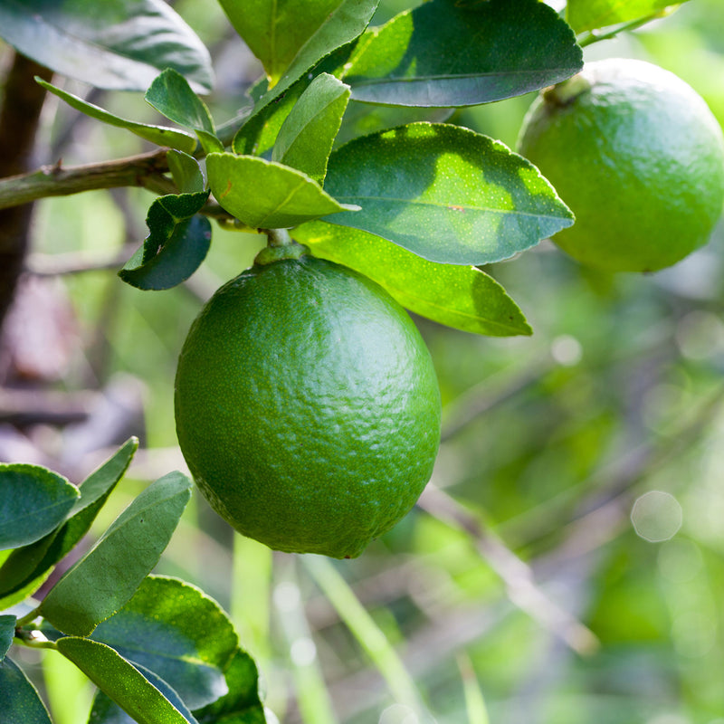 Lime Bearss - 15L