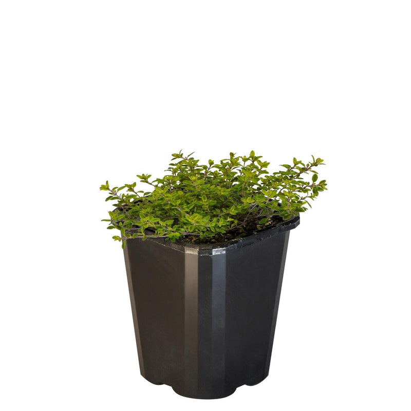 Thyme Golden  - 10CM