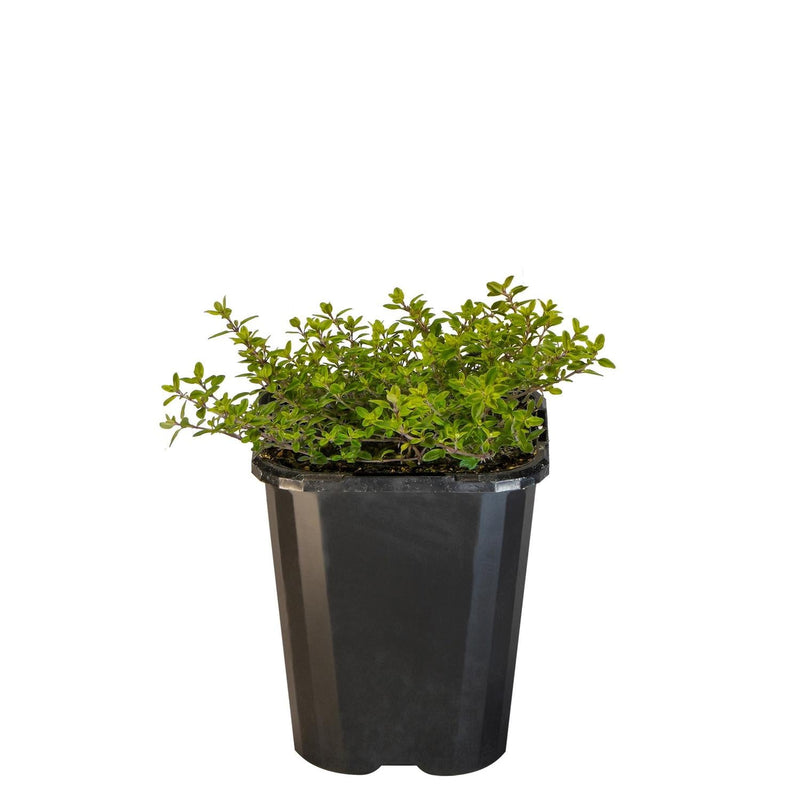 Thyme Golden  - 10CM