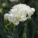 Dianthus Memories 4.5L