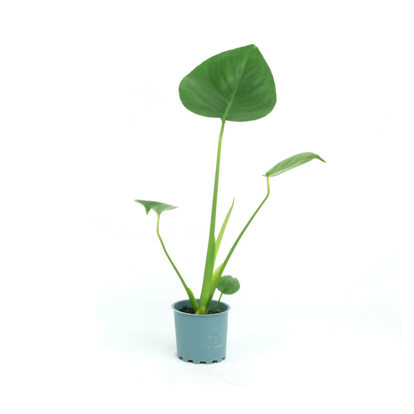 Monstera - 8CM