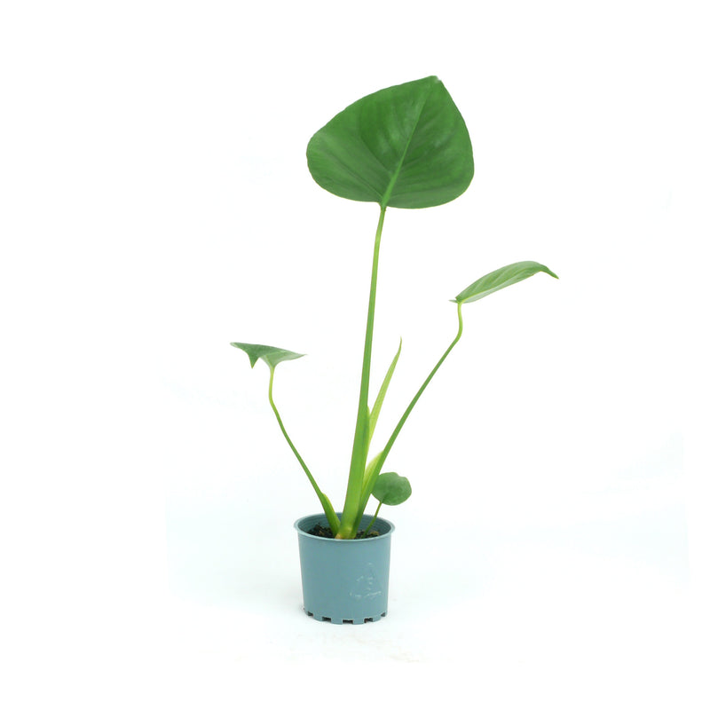 Monstera - 8CM