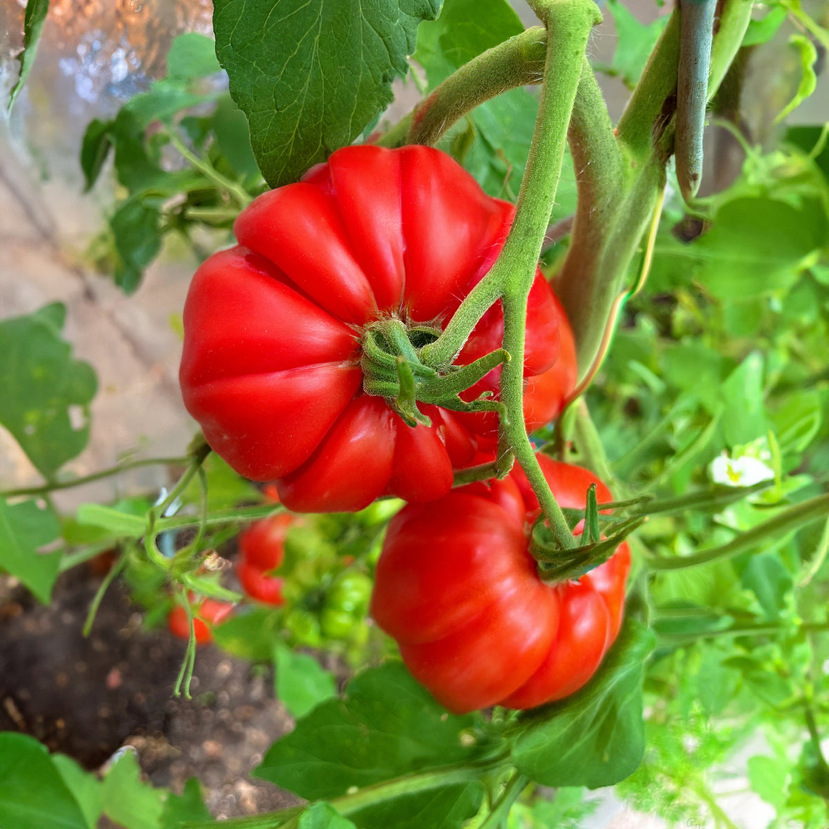 Oxheart Tomato