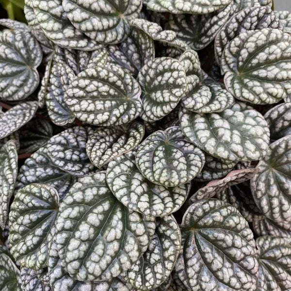 Peperomia Burbella - 12CM