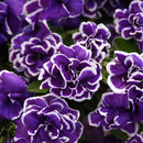 Petunia Frosted Sapphire - 1.5L