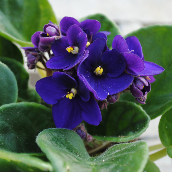 African Violets - 10.5CM