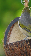 Wild Bird Coconut Feeder