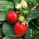 Strawberry - 9CM