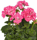 Pelargonium Summer Idols 17CM