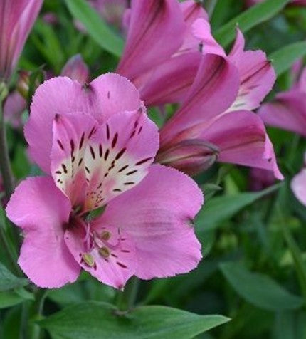 Alstroemeria Summer Saint 2.5L