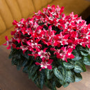 Cyclamen Djix 13CM