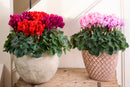 Cyclamen Elegante 13CM