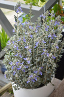 Teucrium Fruticans Std 8.5L