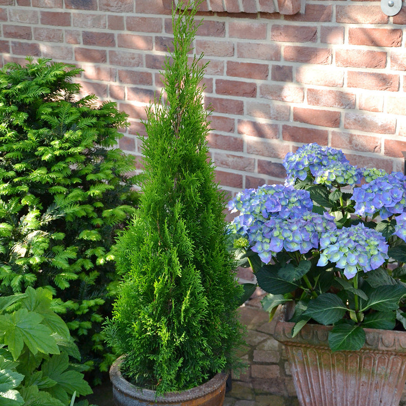 Thuja Occidentalis 'Smaragd' - PB18