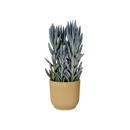 Elho Vibes Fold Round Yellow - 16cm