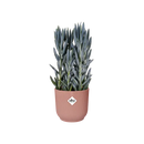 Elho Vibes Fold Round Pink - 18cm