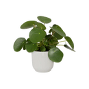 Elho Vibes Fold Round White - 14cm