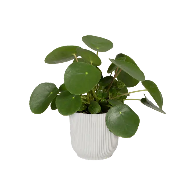 Elho Vibes Fold Round White - 14cm