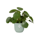 Vibes Pot Sorbet Green 18CM