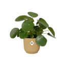 Elho Vibes Fold Round Yellow - 16cm