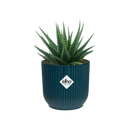 Vibes Pot Blue 9CM