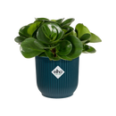 Vibes Pot Blue 9CM