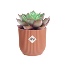 Elho Vibes Fold Round Pink - 14cm