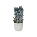 Elho Vibes Fold Round White - 18cm