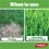 Yates Lawn Seed Tuff Grass - 1Kg