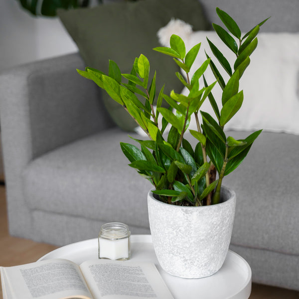 Zamioculcas Zamiifolia - 12CM