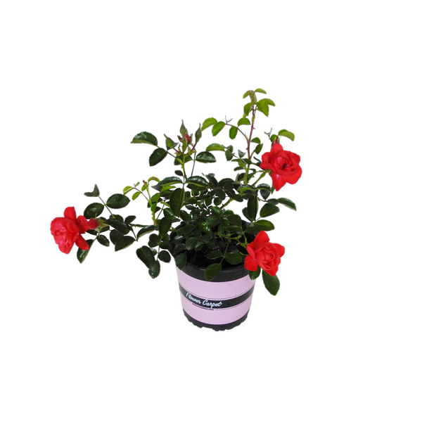 Carpet Rose Scarlet - 17CM