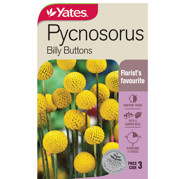 Yates Seed Pycnosorus 'Billy Buttons'