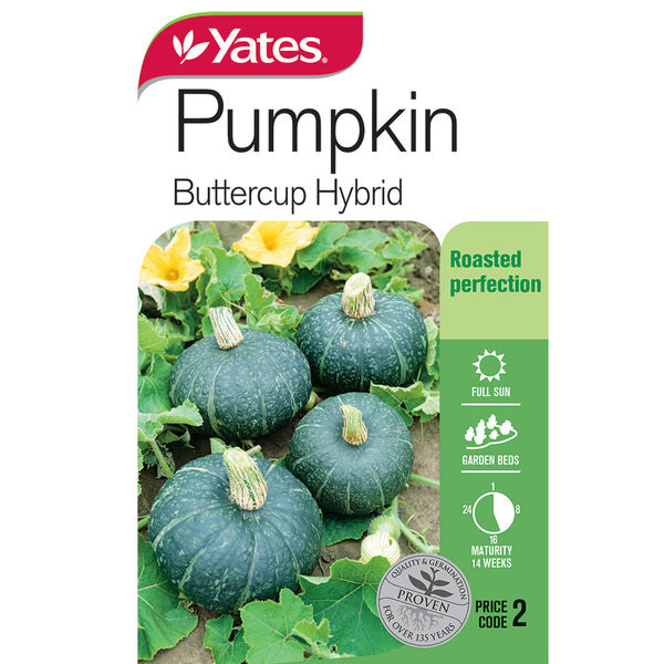 Yates Seed Pumpkin 'Buttercup Hybrid'