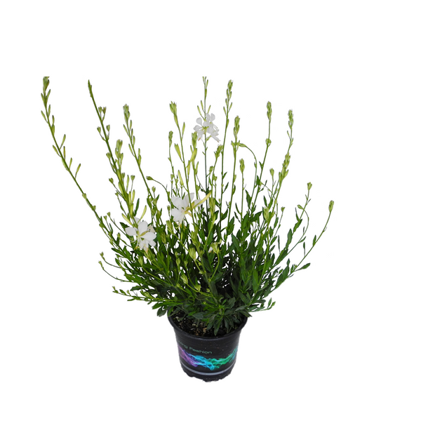 Gaura So White - 14CM