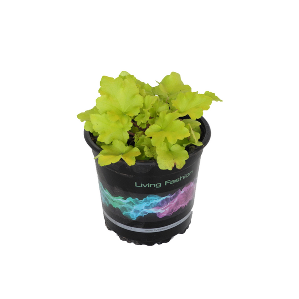 Heuchera Lime Marmalade - 14CM