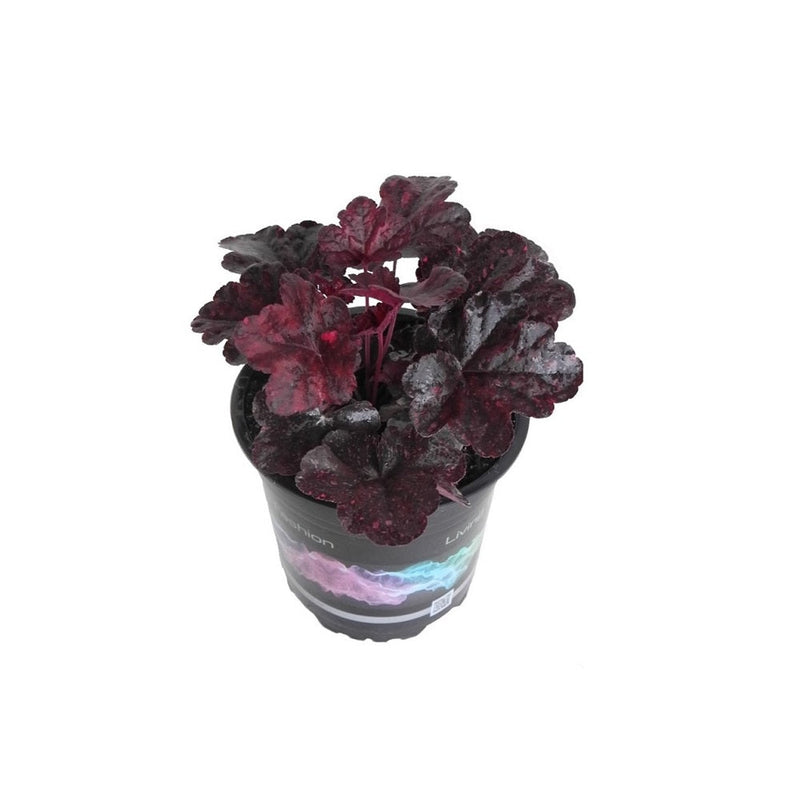 Heuchera Midnight Rose - 14CM