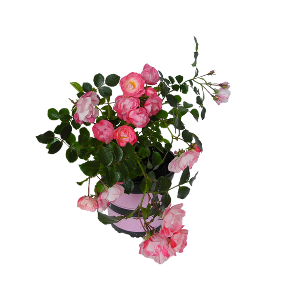 Carpet Rose Pink Splash - 17CM