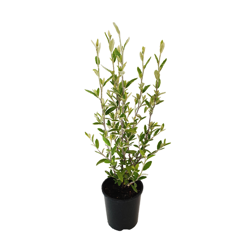 Corokia Geentys Green - 14CM