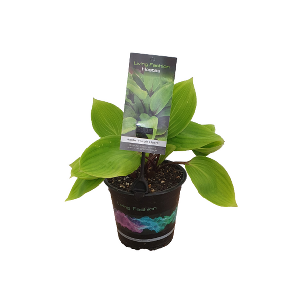 Hosta Purple Heart - 14CM