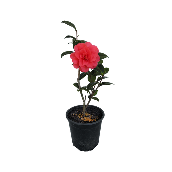 Camellia Roma Red - 17CM