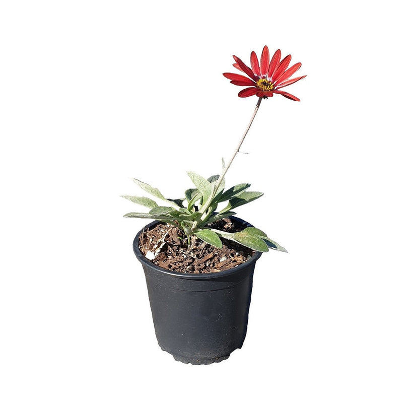 Arctotis Red Jewel - 14CM