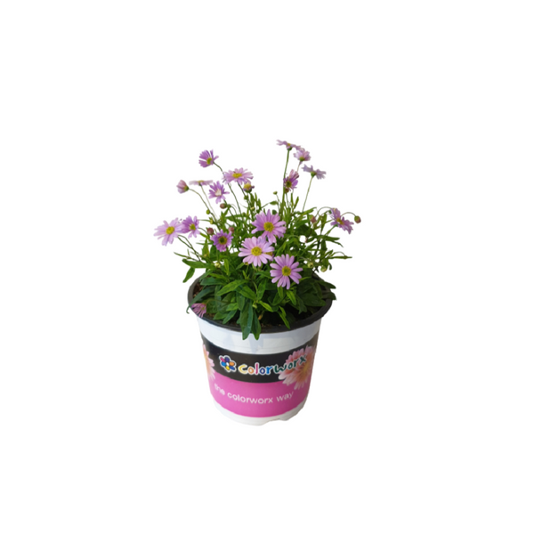 Brachyscome Angustifolia Blue - 14CM